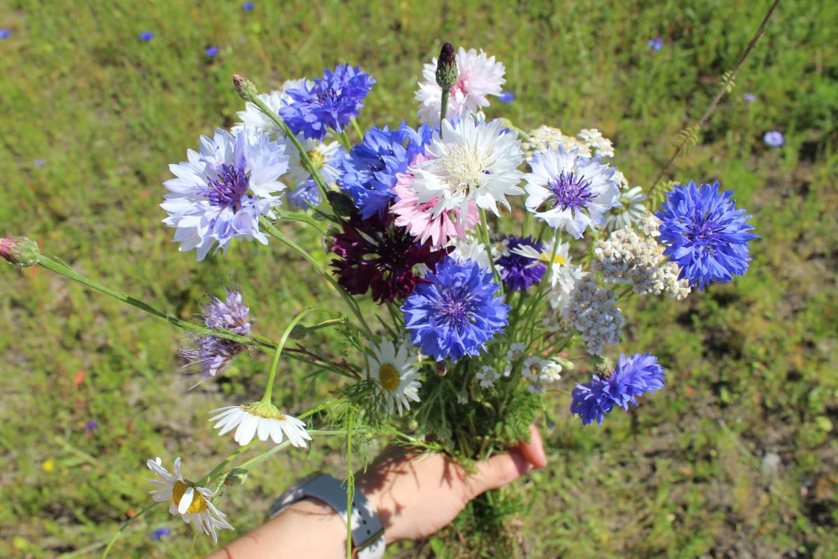 En bukett blommor i handen framför en äng